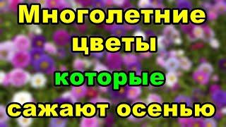 Многолетние цветы которые сажают осенью  Советы огородникам