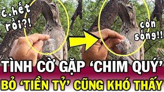 Quay cảnh chim C.HẾT KHÔ thanh niên không ngờ là loài TRĂM NĂM xuất hiện 1 LẦN  Tin Việt Độc Lạ