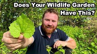 Why You NEED This In Your Wildlife Garden - Unless in the USA