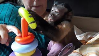 Обезьяна Милаша и пирамидкаочень умный капуцин  #обезьяна #monkey #petmonkey