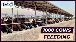 1000 Cows Feeding At Indias Biggest Dairy Farm   SAVANT Dairy Farm