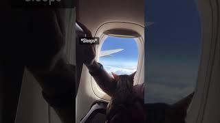 Travel with a cat 