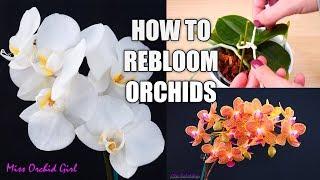 Orchid Care for Beginners - How to make Phalaenopsis Orchids rebloom  Spot & shape flower spikes