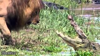 Lions Vs Crocodile my favorite video 3