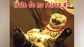 trate de no reírse - videos divertidos de gatos y perros #3 