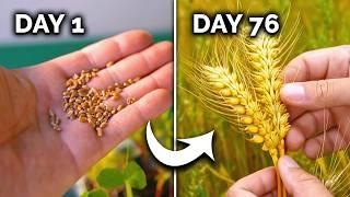 How to Grow Wheat  Seed to Harvest
