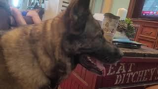 Cleopatra the Twerking German Shepherd begs for her donut then twerks when she gets it