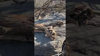 Driftwood on the Susquehanna river