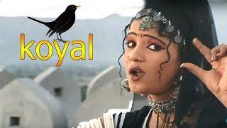 राजस्थान में ये प्यारा गाना जबरजस्त धूम मचा रहा है  Koyal कोयल  रानी रंगीली