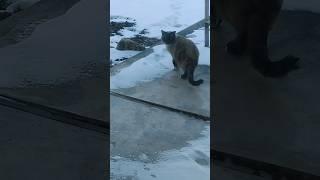 Cats Having A Stare-Down