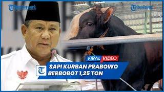 Viral Sapi Kurban Prabowo Diberi Nama Berkah Berbobot 125 Ton