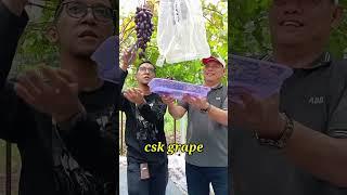 Panen anggur lagi dan lagi #anggur #anggurgosv #anggurimport #cskgrape #cskchannel #vineyard