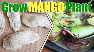 Mango Tree - Mango Trees - How To Grow Mango Plant From Ripe Mango SeedsPits - GardenersLand