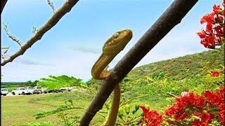 How These Snakes Caused Power Outages in Guam