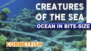 Creatures of the Sea - Cornetfish