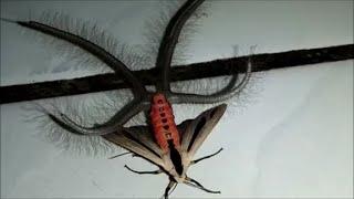 El Insecto mas Extraño  Los Videos mas Raros del Mundo 296