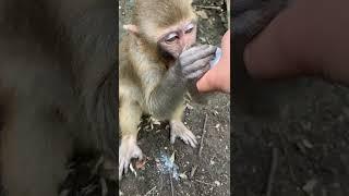 funny monkey videosfunny monkeymonkey videosfunny monkeysmonkey video