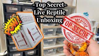 NDA Top Secret Gecko Unboxing from Ramsey’s Reptiles