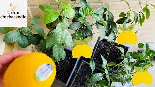 How To Grow A Lemon Tree From Store Bought Lemons Seed To 3 Years Updates