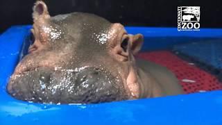 Baby Hippo Fionas Special Moments  Never-before-seen Videos from Care Team - Cincinnati Zoo
