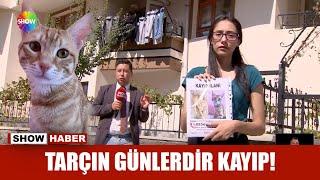 Tarçın günlerdir kayıp