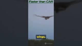 Fasted Animal on Earth? Falcons INSANE Dive Bomb #shorts  #animals  #nature #falcon