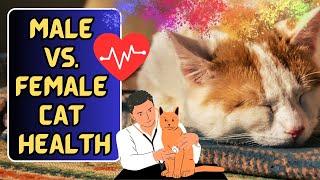 Do Male Cats Have More Health Problems?