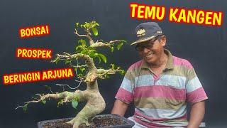 TEMU KANGEN BERSAMA BONSAI BERINGIN ARJUNA