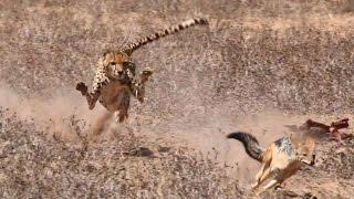 Teaser - Cheetah vs Jackal