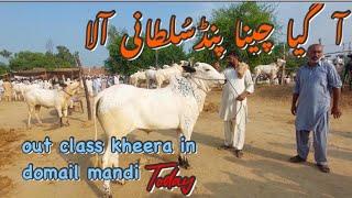 Khubsurat Kheera⭐Pakistan ka Husan⭐Dhani bull Domail mandi.