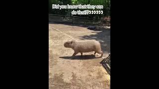 Capybara Leaps to Freedom A Fence-Jumping Adventure #natureshorts #animals #jump