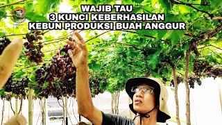 PERAWATAN KEBUN ANGGUR PRODUKSI BUAH TERNYATA SE SIMPLE INI 