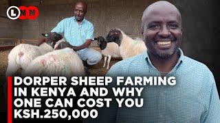 I left America to do Dorper Sheep Farming in Kenya Zero grazing on a 12 Acre plot  LNN