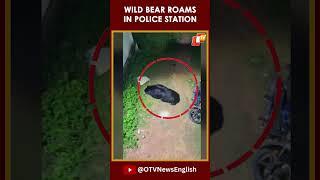 Caught On Cam Wild Bear Spotted Roaming Inside Police Station Premises In Odisha’s Papadahandi