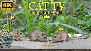 10 hour Cat TV mouse wrangle clash for food - mouse search & hide for Cats to watch - 4k UHD