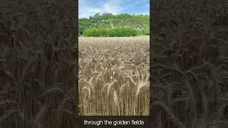 Fields of gold dog walk