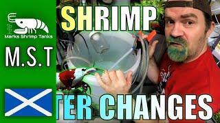 How To Breed A Million Bee Shrimp - Water Change Secrets Revealed 2020 - Shrimp Keeping