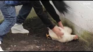 White chicken slaughter Brave lady  Lady butcher  Vlog