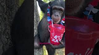 Happy 4th of July 2024. #savetheapessavetheworld