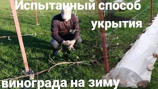 Укрываем на зиму виноград спанбондом в Беларуси. Быстро просто и надёжно.