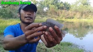 #Mancing_Liar Neng Nila Babon Terselamatkan #Jambang_Ireng