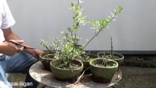 A Day in the Life of Bonsai Iligan A Bonsai From Seed