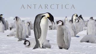 ANTARCTICA  Emperor penguins & trip to the South Pole