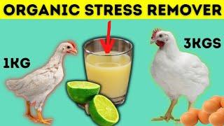 The BEST Organic remedy to reduce heat stress on chickens for faster growth and more eggs production