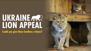 Ukraine lion appeal help Jamil and Tsar