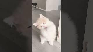 Cutie Cats Galore You Wont Be Able To Resist Watching ️  #animallovers #Shorts