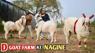 D Goat Farm Ke Nagine Kota Malwa At New Setup Mahpoli