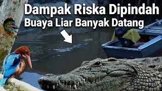 Setelah Buaya Riska di Pindah Banyak Buaya liar Masuk ke pemukiman warga