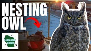 The Potted Owl Story Great Horned Owl Nests in Flower Pot on Couples Balcony