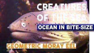 Creatures of the Sea - Geometric Moray Eel